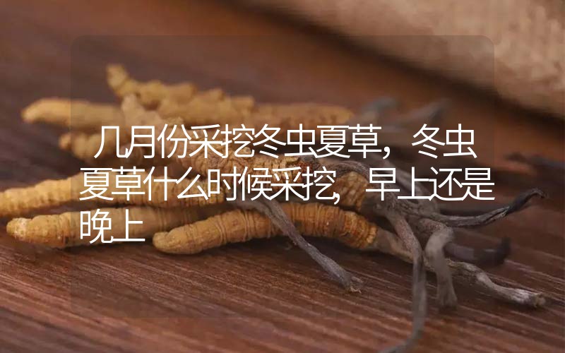 幾月份采挖冬蟲(chóng)夏草，冬蟲(chóng)夏草什么時(shí)候采挖,早上還是晚上