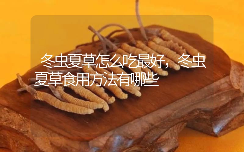 冬蟲夏草怎么吃最好，冬蟲夏草食用方法有哪些