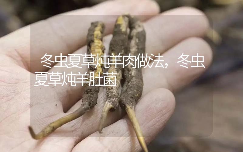 冬蟲夏草燉羊肉做法，冬蟲夏草燉羊肚菌