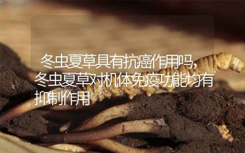 冬蟲夏草具有抗癌作用嗎，冬蟲夏草對機(jī)體免疫功能均有抑制作用