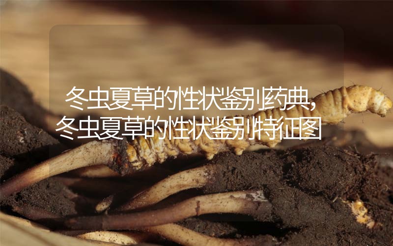 冬蟲夏草的性狀鑒別藥典，冬蟲夏草的性狀鑒別特征圖