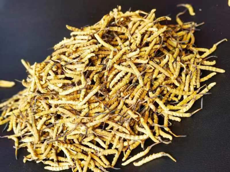 冬蟲(chóng)夏草哪幾種食用方法比較好呢？推薦幾種參考