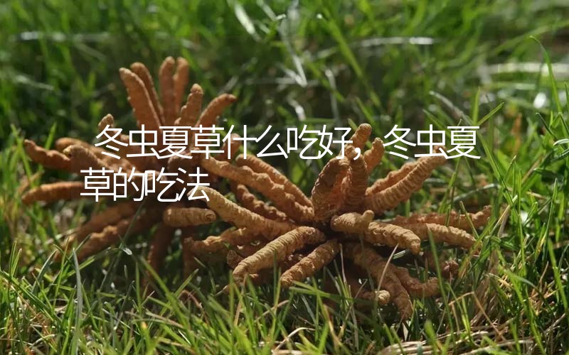 冬蟲夏草什么吃好，冬蟲夏草的吃法