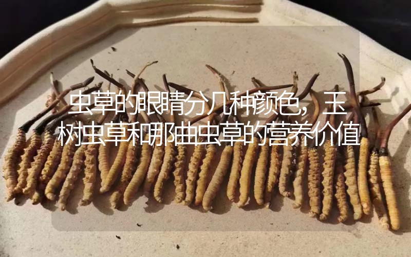 蟲草的眼睛分幾種顏色，玉樹蟲草和那曲蟲草的營(yíng)養(yǎng)價(jià)值