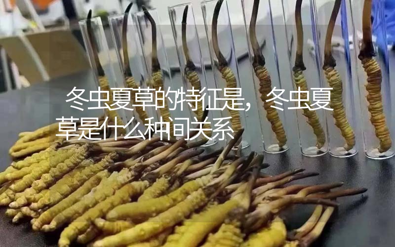 冬蟲(chóng)夏草的特征是，冬蟲(chóng)夏草是什么種間關(guān)系
