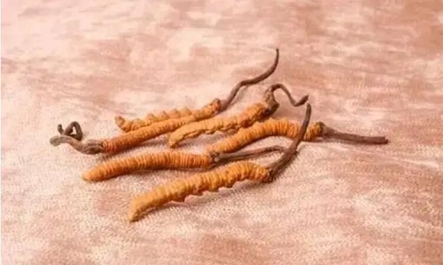 玉樹冬蟲夏草一斤多少錢？玉樹蟲草價格