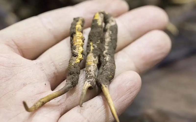 冬蟲夏草藥用價值和禁忌介紹(冬蟲夏草有什么作用)