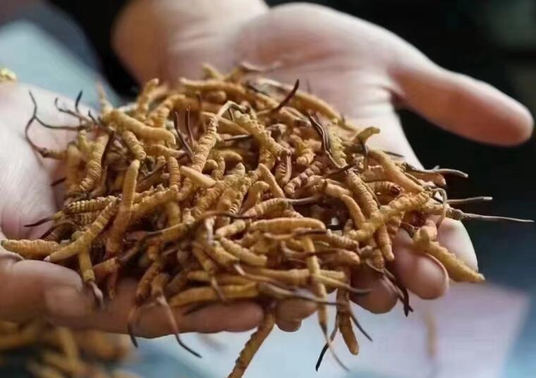 新鮮冬蟲夏草怎么洗最好？新鮮冬蟲夏草怎么清洗？