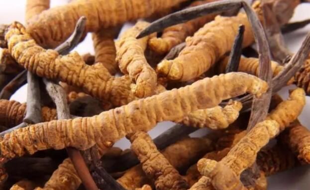 <a href=http://www.gi-casino.com/chifa/ target=_blank class=infotextkey>冬蟲夏草的吃法</a>