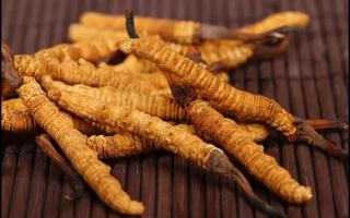 冬蟲夏草品質(zhì)好壞怎么判斷？