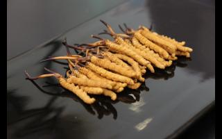 消費(fèi)者對(duì)冬蟲夏草有哪些誤區(qū)？