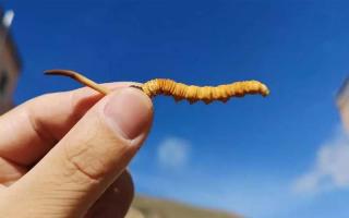 體驗(yàn)純凈的自然風(fēng)味，選擇冬蟲夏草