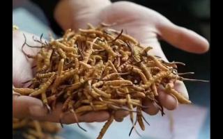 冬蟲夏草，體驗(yàn)來自高原的自然滋味