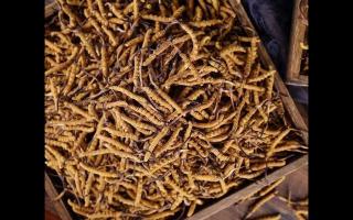 了解一下：冬蟲夏草的產(chǎn)地和采摘方式！