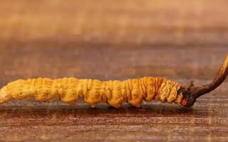 冬蟲夏草的大小眼色和蟲草品質(zhì)的關(guān)系！