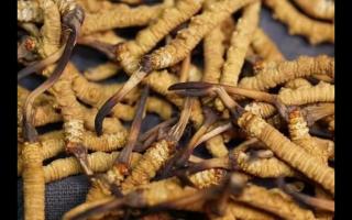 消費(fèi)者如何買到真正產(chǎn)地的冬蟲(chóng)夏草！