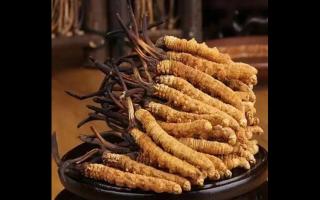 高品質(zhì)冬蟲夏草頭數(shù)怎么挑選？