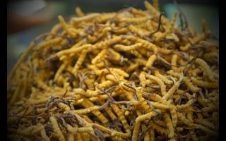 買到便宜的冬蟲夏草都是人工種植的嗎？