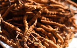 清燉冬蟲夏草怎么吃？如何清燉？