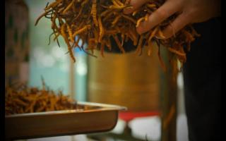 “高檔冬蟲(chóng)夏草”竟是拼接而成？