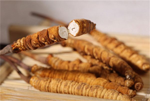 冬蟲夏草可以直接食用嗎？直接生吃無法發(fā)揮冬蟲夏草藥理作用