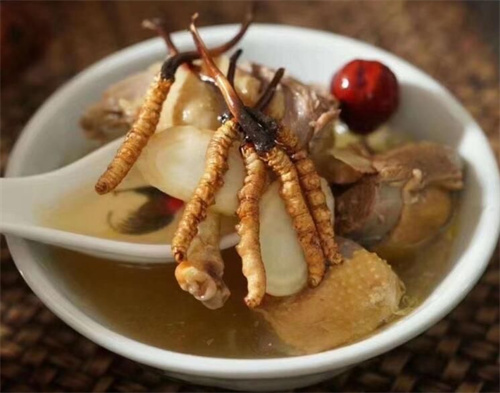 冬蟲夏草可以燉海鯽魚嗎？