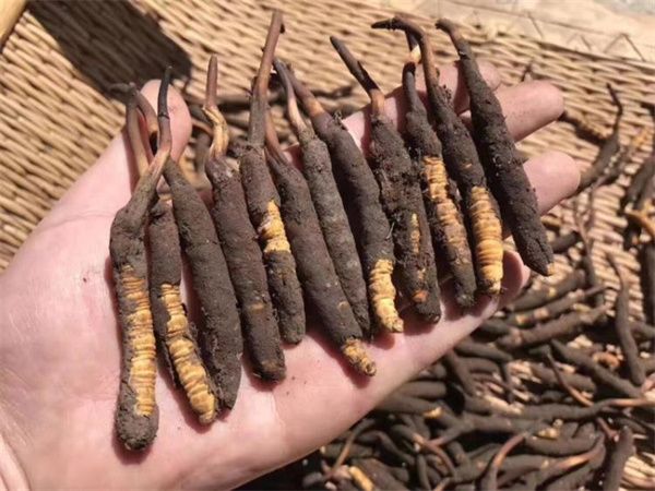 新鮮的冬蟲夏草怎么保存方法？讓珍貴之草保持活力