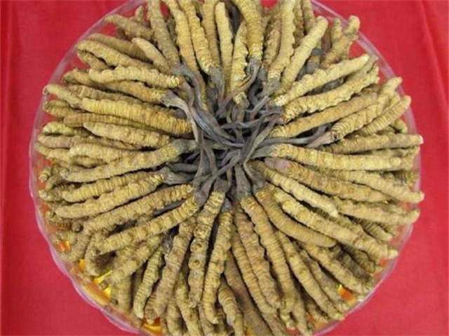 冬蟲(chóng)夏草價(jià)格一克多少錢(qián)？影響冬蟲(chóng)夏草價(jià)格的4個(gè)因素