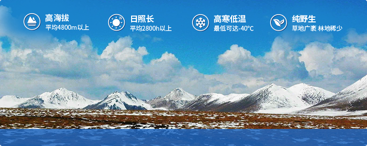 為什么說(shuō)西藏那曲的冬蟲(chóng)夏草，是品質(zhì)最好的蟲(chóng)草！