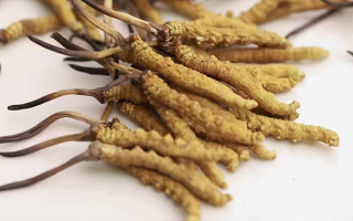 水溫決定營(yíng)養(yǎng)！冬蟲夏草鮮草泡水溫度全解析?