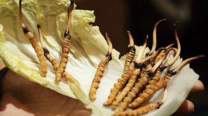 冬蟲夏草：干草與鮮草的終極對比，哪種更適合你？