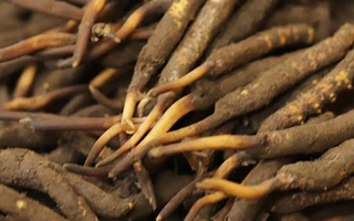 如何挑選新鮮冬蟲夏草？掌握這幾個(gè)關(guān)鍵技巧