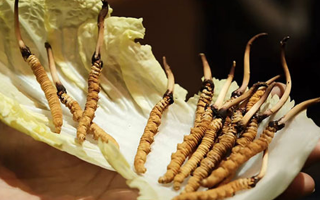 冬蟲夏草：鮮草與干草誰(shuí)更勝一籌？