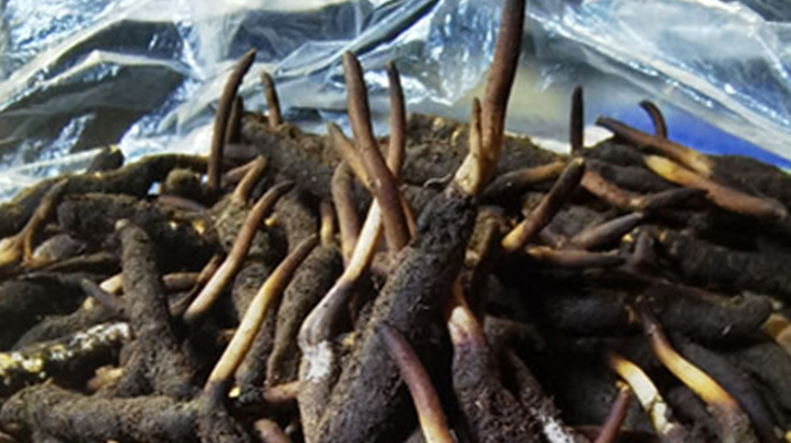 冬蟲(chóng)夏草鮮草能不能泡酒？科學(xué)解析與實(shí)用指南
