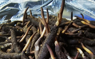 冬蟲夏草鮮草能不能泡酒？科學(xué)解析與實用指南