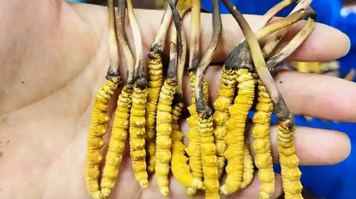 鮮冬蟲夏草出水怎么辦？實用處理指南