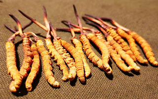 冬蟲(chóng)夏草優(yōu)劣鑒別指南