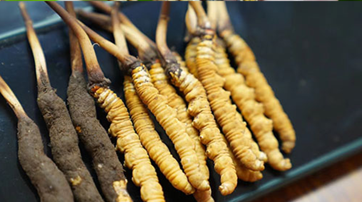 鮮冬蟲夏草什么季節(jié)最好？滋補(bǔ)時(shí)機(jī)大揭秘