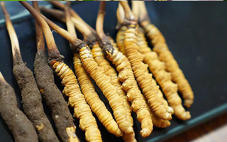 鮮冬蟲夏草什么季節(jié)最好？滋補時機(jī)大揭秘