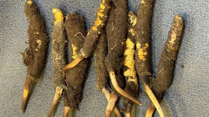 野生冬蟲夏草一斤多少錢？多維度價格解析