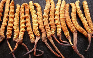 純野生冬蟲夏草多少錢一克？?jī)r(jià)格背后的秘密?