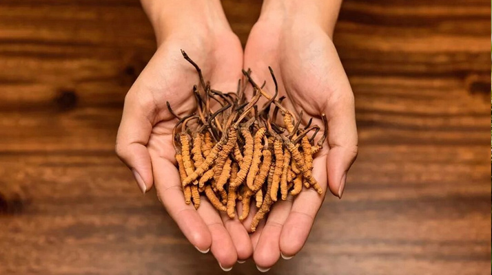 冬蟲夏草怎么食用效果好？掌握這些方法發(fā)揮最大功效