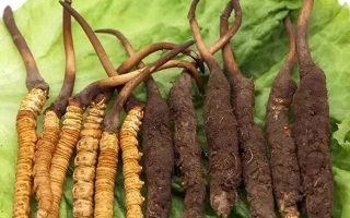 吃新鮮冬蟲夏草后拉肚子？原因與應(yīng)對方法解析