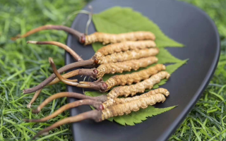 新鮮松茸冬蟲夏草怎么吃？滋補(bǔ)雙珍的美味搭配指南