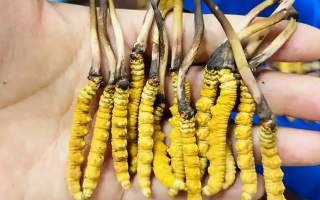 冰鮮冬蟲(chóng)夏草能吃嗎？科學(xué)解讀與食用指南