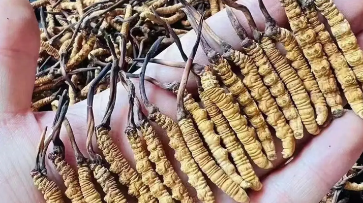 冬蟲(chóng)夏草可以熬雞湯嗎