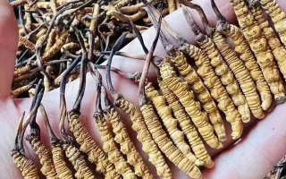 冬蟲夏草品質(zhì)最好的是頭期