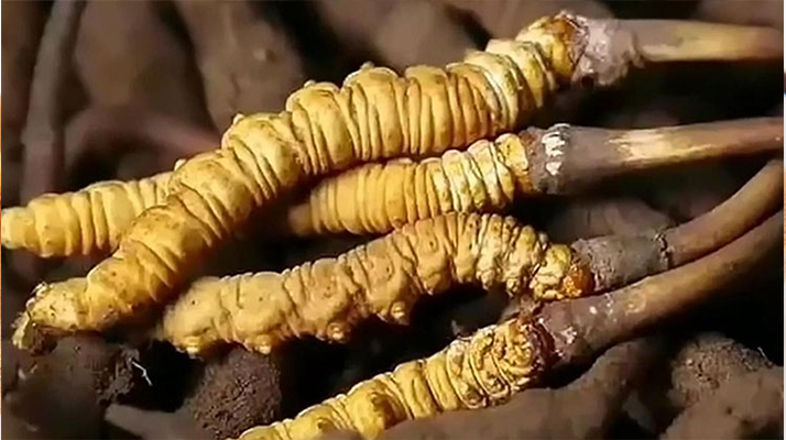 <a href=http://www.gi-casino.com/ target=_blank class=infotextkey><a href=http://www.gi-casino.com/s/nqcc/ target=_blank class=infotextkey>那曲蟲草</a></a>展銷會暨巴青采集體驗活動啟幕