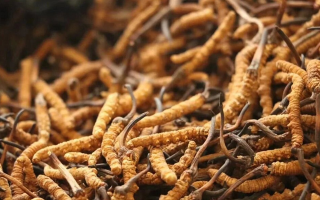 冬蟲(chóng)夏草一條多少錢(qián)？單條價(jià)格的計(jì)算邏輯與實(shí)際范圍