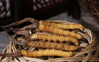冬蟲夏草煲湯怎么煲好喝？營養(yǎng)與口感雙優(yōu)的實(shí)用指南